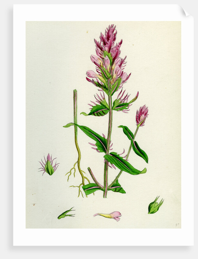 Melampyrum Arvense Field Cow-Wheat by Anonymous