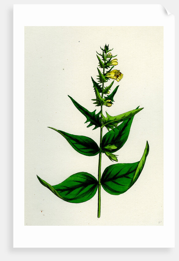 Melampyrum Pratense Var. Latifolium Common Cow-Wheat Var. A. by Anonymous