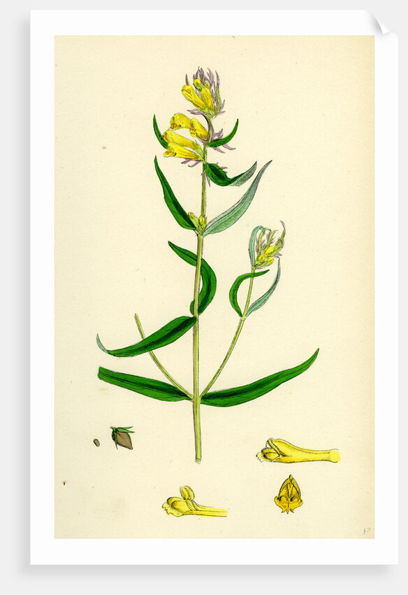 Melampyrum Pratense Var. Vulgare Common Cow-Wheat Var. B. by Anonymous