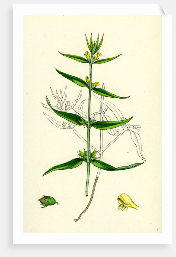 Melampyrum Sylvaticum Wood Cow-Wheat by Anonymous