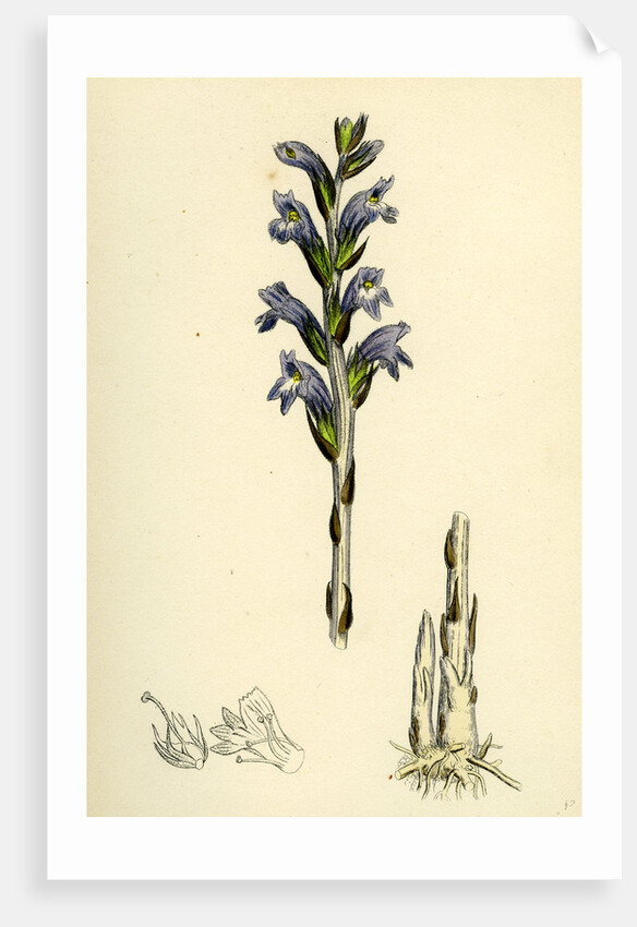 Orobanche Caerulea Purple Broom-Rape by Anonymous