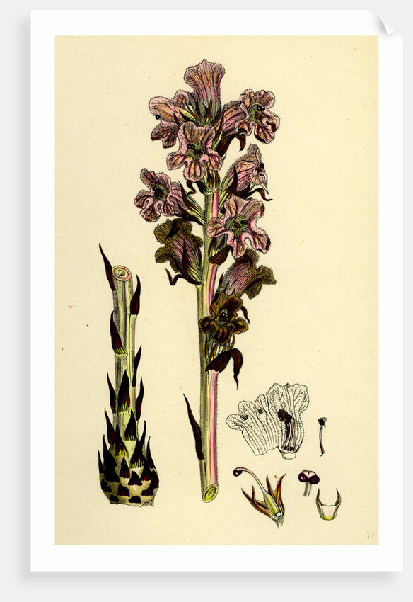 Orobanche Caryophyllacea Clove-Scented Broomrape by Anonymous