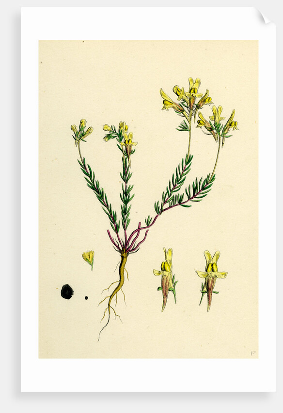 Linaria Supina Decumbent Toadflax by Anonymous