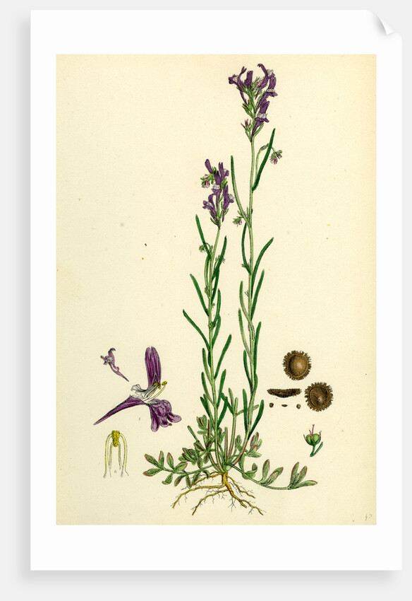 Linaria Pelisseriana Jersey Toadflax by Anonymous
