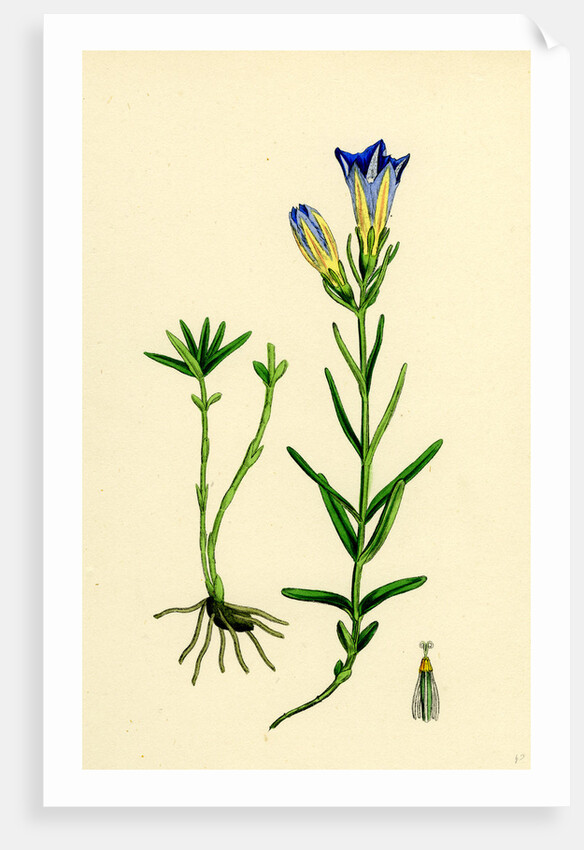Gentiana Pneumonanthe Calathian Violet by Anonymous