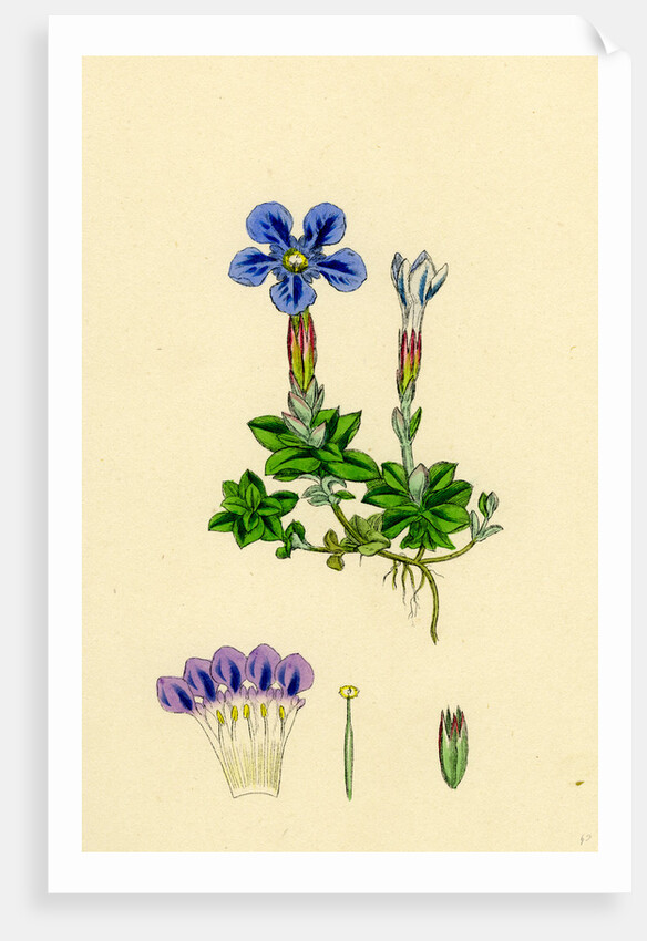 Gentiana Verna Spring Gentian by Anonymous