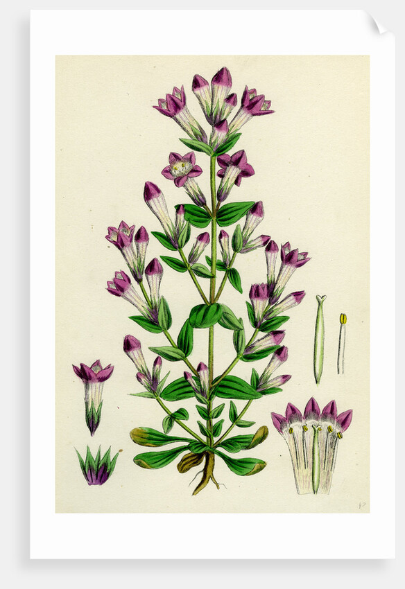 Gentiana Germanica German Gentian by Anonymous