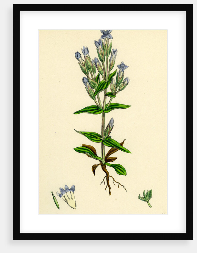 Gentiana Campestris Field Gentian by Anonymous