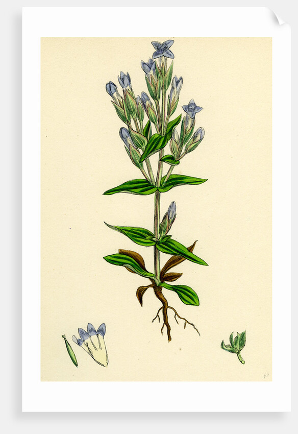 Gentiana Campestris Field Gentian by Anonymous