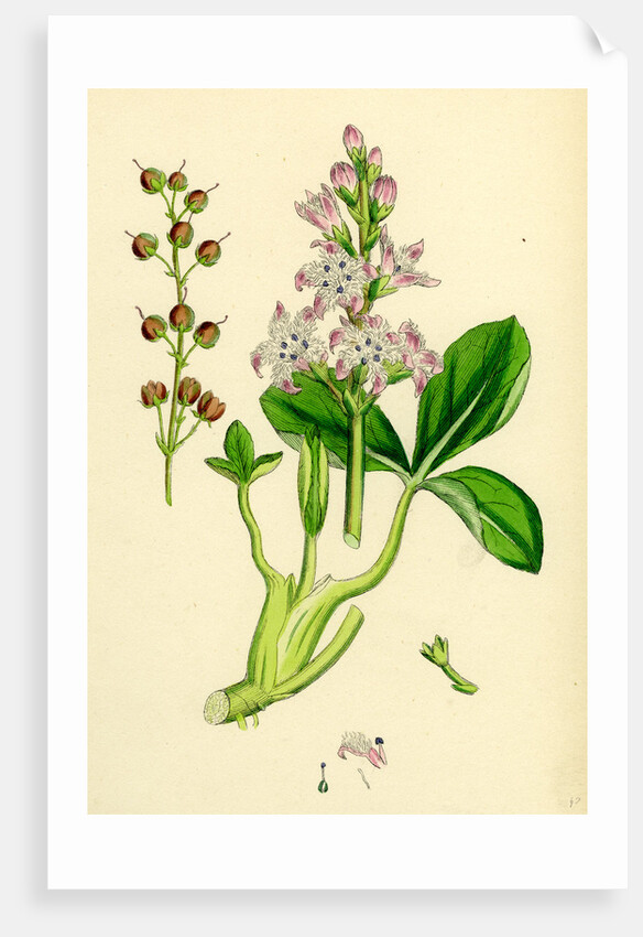 Menyanthes Trifoliata Common Buckbean by Anonymous