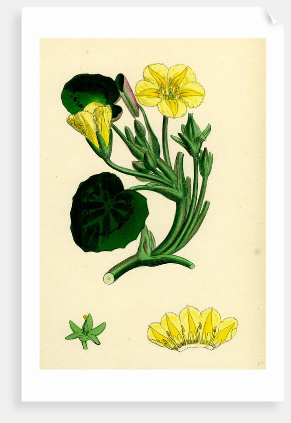 Limnanthemum Nymphaeoides Round-Leaved Buckbean by Anonymous