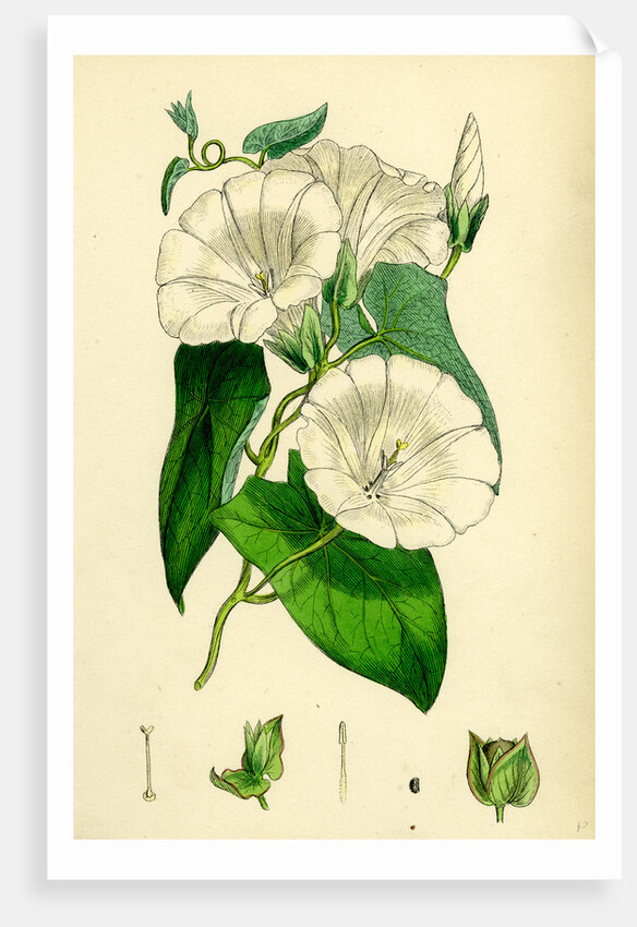 Convolvulus Sepium Great Bindweed by Anonymous