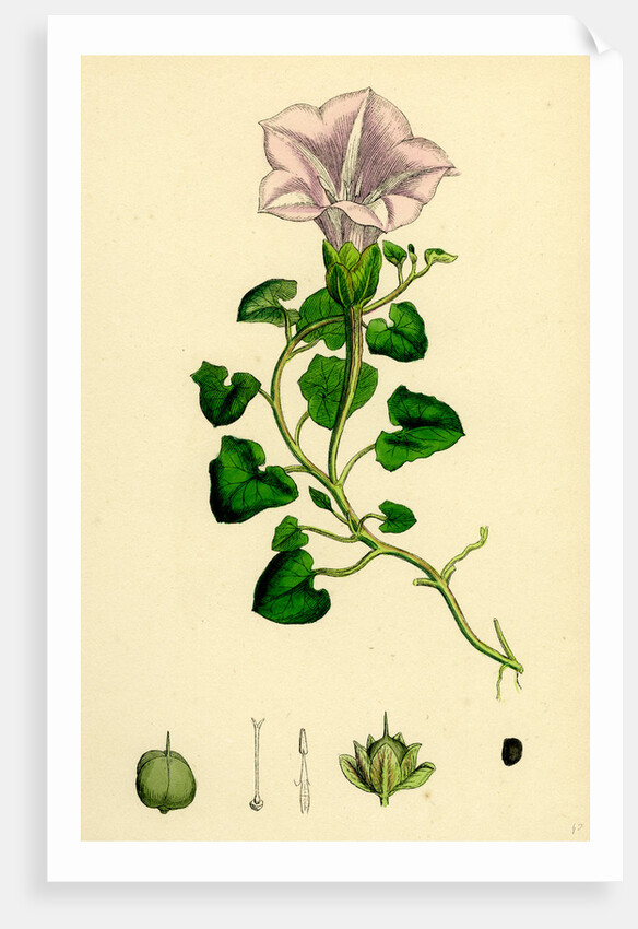 Convolvulus Soldanella Sea Bindweed by Anonymous