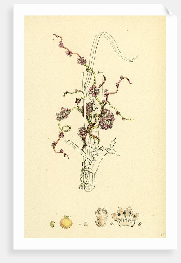 Cuscuta Europaea Greater Dodder by Anonymous