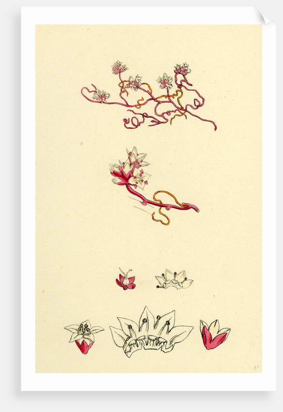 Cuscuta Epithymum Lesser Dodder by Anonymous