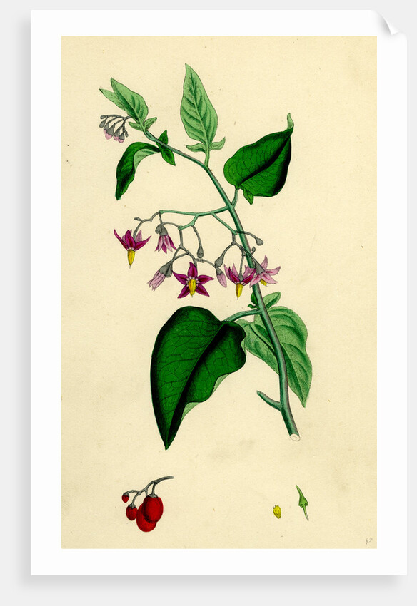 Solanum Dulcamara Woody Nightshade by Anonymous