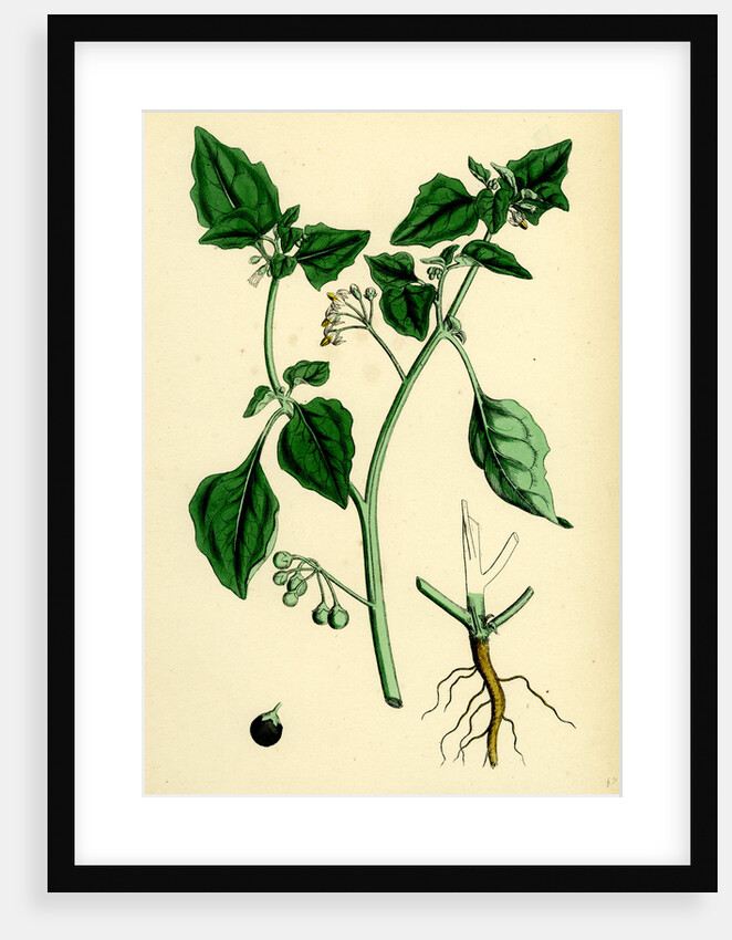 Solanum Nigrum Var. A Black Nightshade by Anonymous
