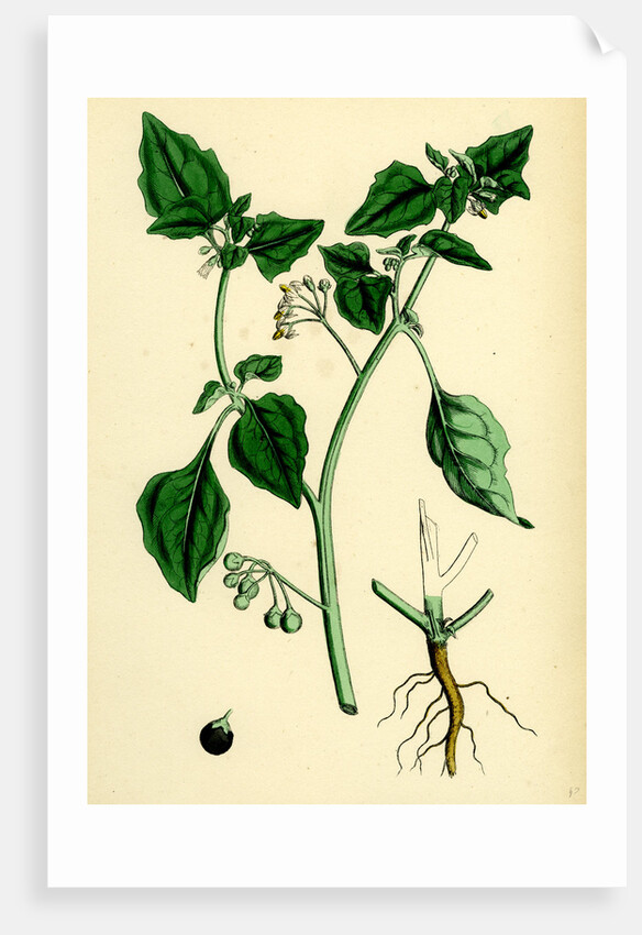 Solanum Nigrum Var. A Black Nightshade by Anonymous