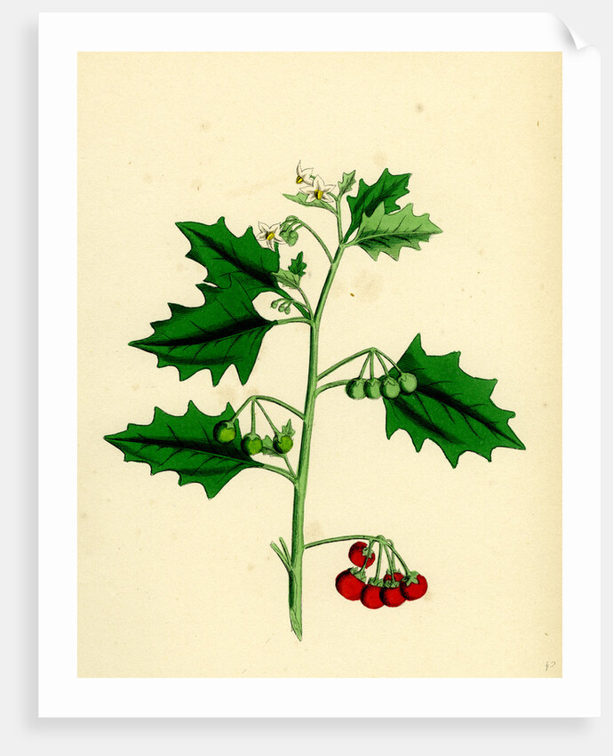 Solanum Nigrum Var. B Red Nightshade by Anonymous