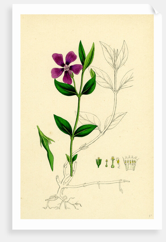 Vinca Minor Lesser Periwinkle by Anonymous