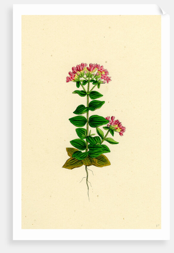 Erythraea Latifolia Broad-Leaved Centaury by Anonymous