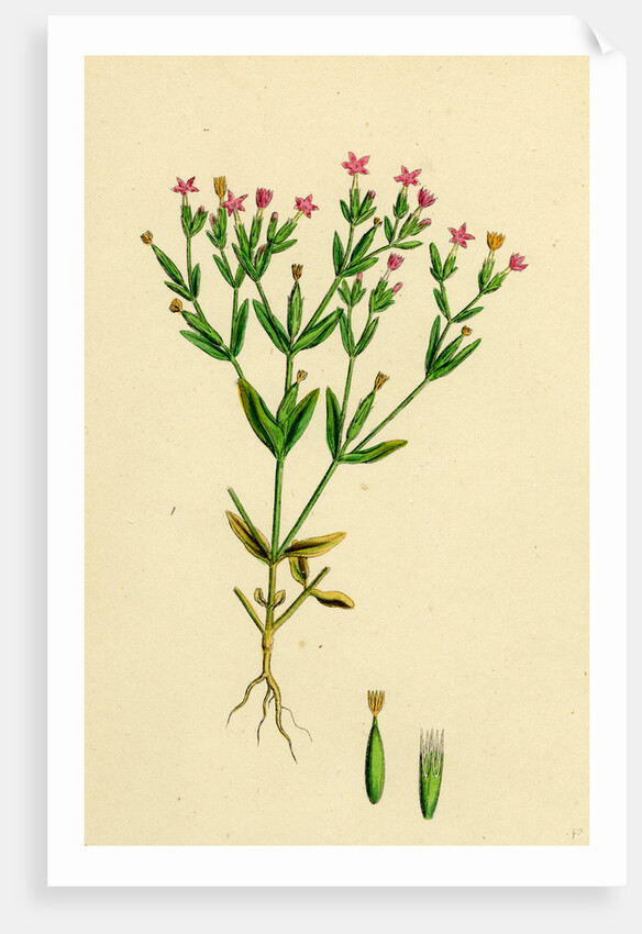 Erythraea Pulchella Slender Centaury by Anonymous