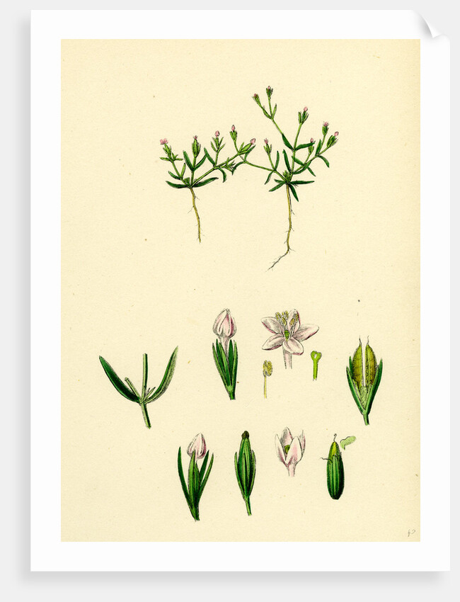 Cicendia Pusiila Least Cicendia by Anonymous