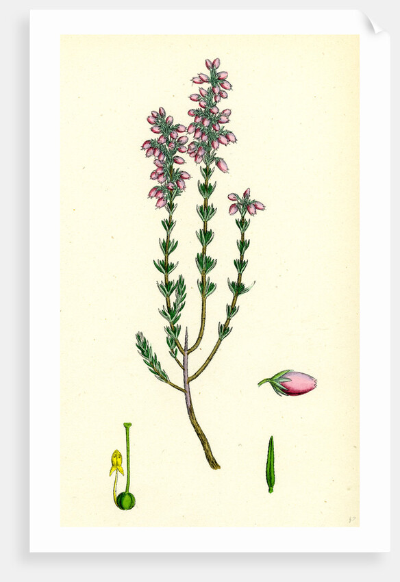 Erica Cinerea Fine-Leaved Heath by Anonymous