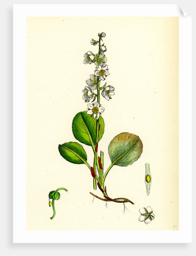 Pyrola Rotundifolia Var. Genuina Round-Leaved Winter-Green Var. A. by Anonymous