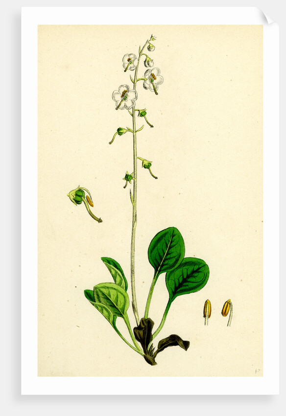 Pyrola Rotundifolia Var. Arenaria Round-Leaved Winter-Green Var. B. by Anonymous