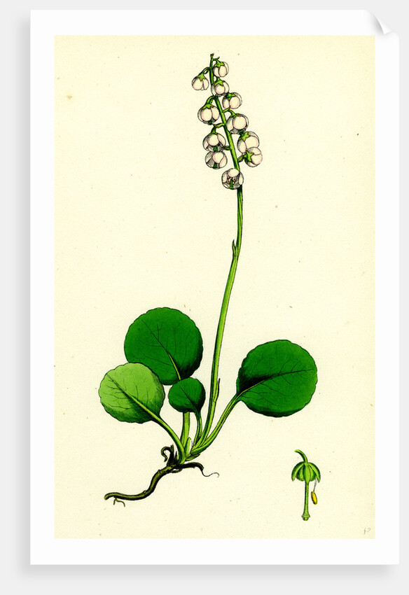 Pyrola Media Intermediate Winter-Green by Anonymous