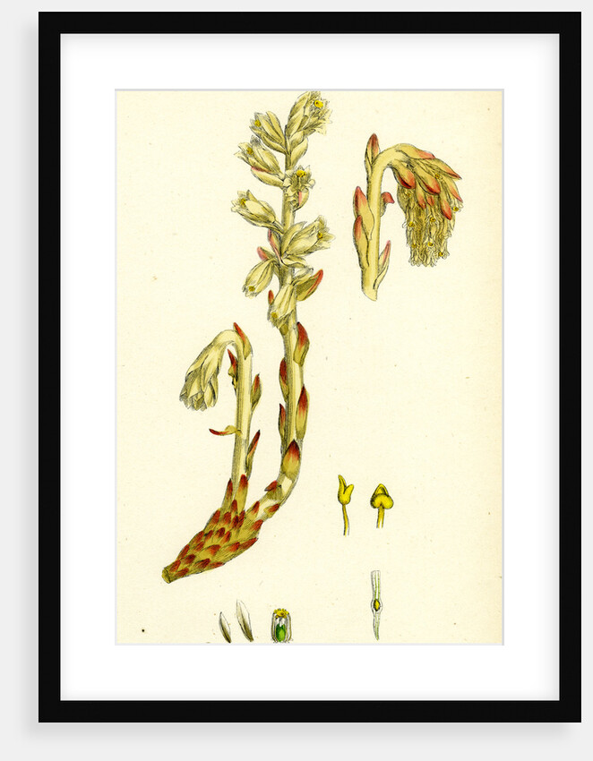 Monotropa Hypopitys Yellow Bird's-Nest by Anonymous