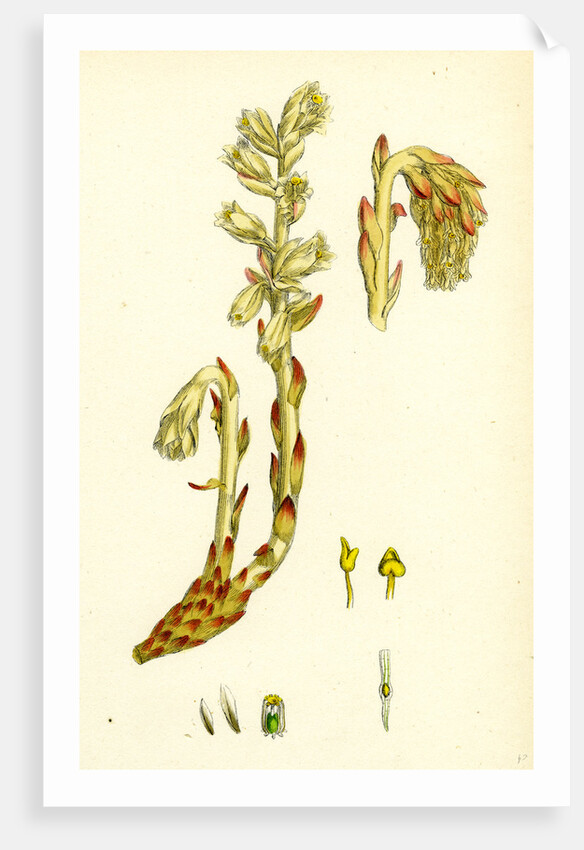 Monotropa Hypopitys Yellow Bird's-Nest by Anonymous