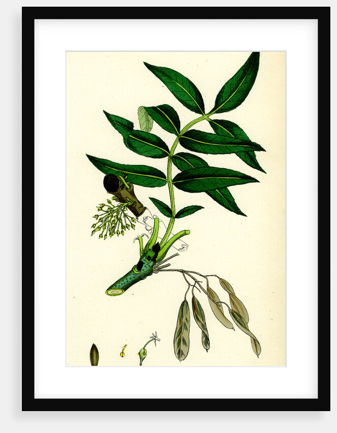 Fraxinus Excelsior Common Ash by Anonymous