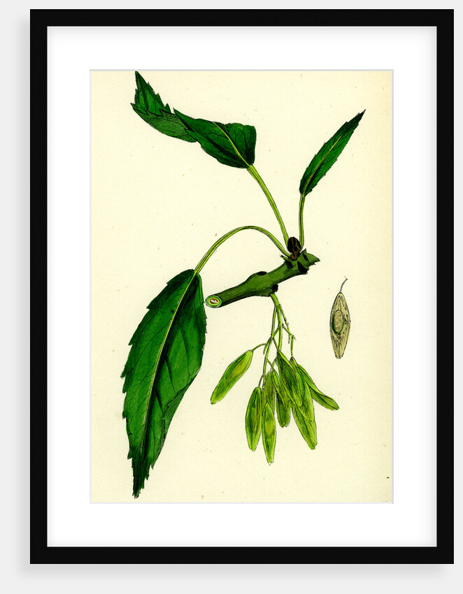 Fraxinus Excelsior Heteropylla Simple-Leaved Ash by Anonymous