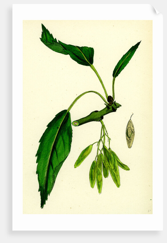 Fraxinus Excelsior Heteropylla Simple-Leaved Ash by Anonymous