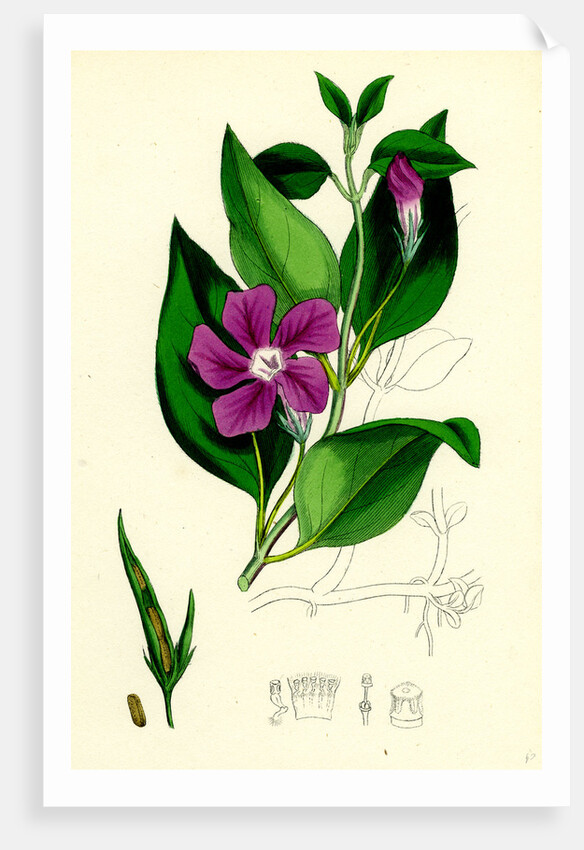 Vinca Major Greater Periwinkle by Anonymous