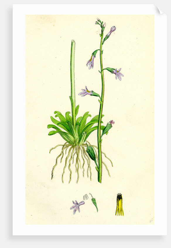 Lobelia Dortmanna Water Lobelia by Anonymous