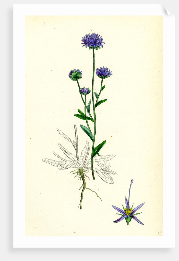 Jasione Montana Annual Sheep's-Bit by Anonymous