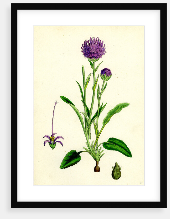 Phyteuma Orbiculare Round-Headed Rampion by Anonymous