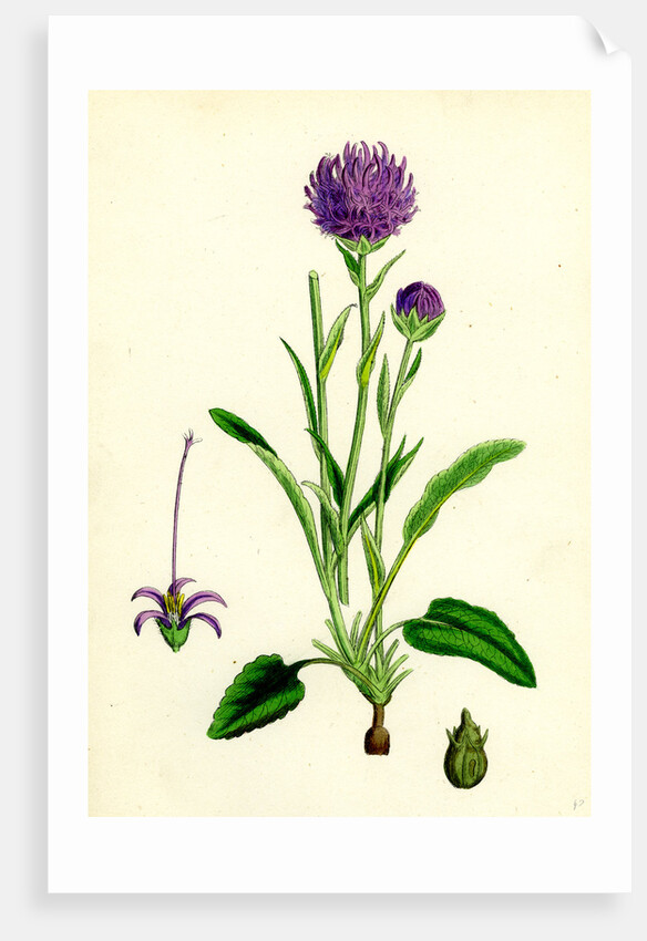 Phyteuma Orbiculare Round-Headed Rampion by Anonymous