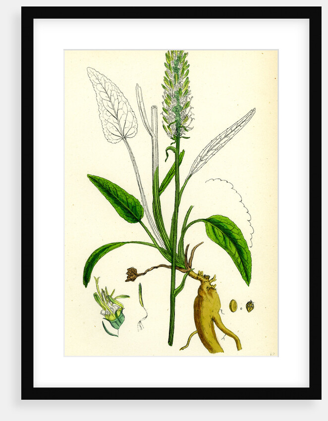 Phyteuma Spicatum Spiked Rampion by Anonymous