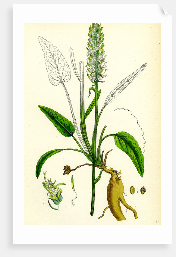 Phyteuma Spicatum Spiked Rampion by Anonymous