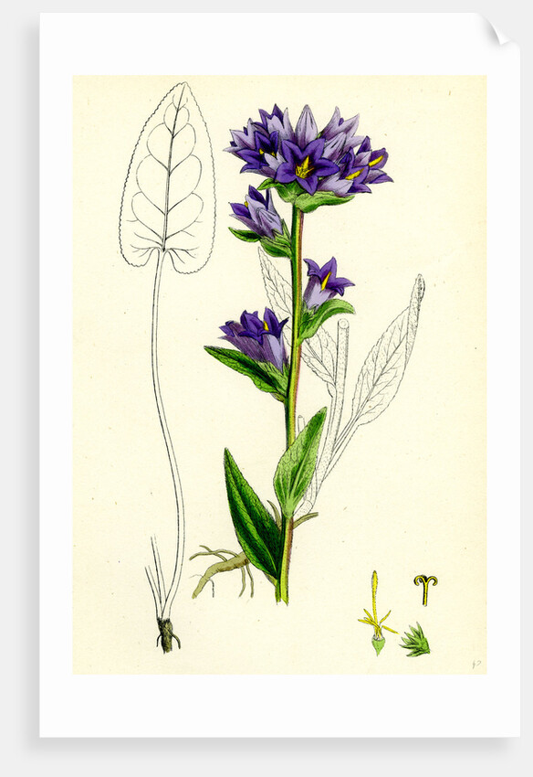 Campanula Glomerata Clustered Bell-Flower by Anonymous