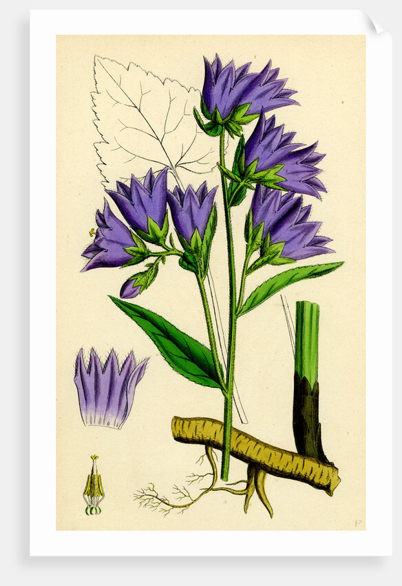 Campanula Trachelium Nettle-Leaved Bell-Flower by Anonymous