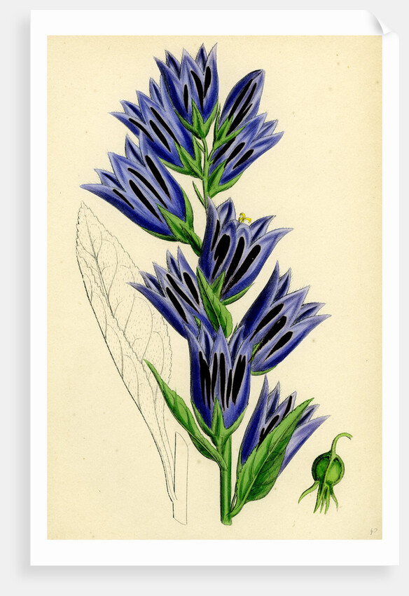 Campanula Latifolia Giant Bell-Flower by Anonymous