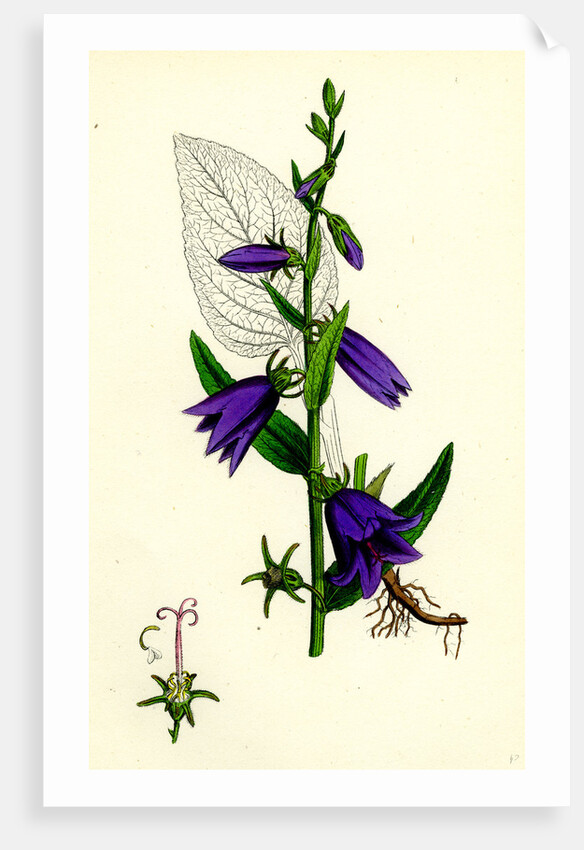 Campanula Rapunculoides Creeping Bell-Flower by Anonymous