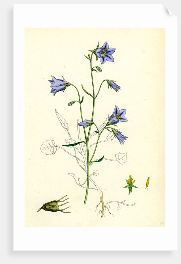 Campanula Rotundifolia Hare-Bell by Anonymous