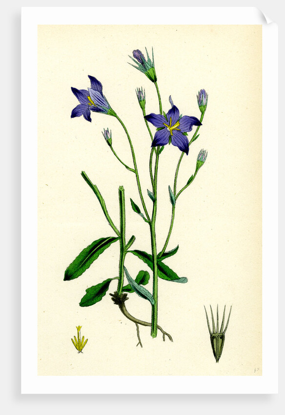 Campanula Patula Spreading Bell-Flower by Anonymous