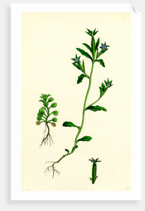 Campanula Hybrida Small-Flowered Venus'-Looking-Glass by Anonymous